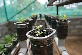 植物,水培,增長