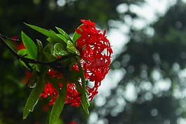 紅色,花,繡球花