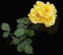 花,羅莎,花瓣