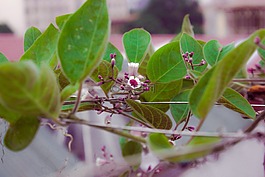 花,綠,紫色