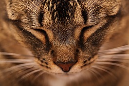猫,宿醉,mainecoon