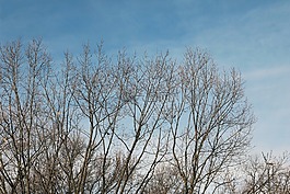 冬天,天空,树