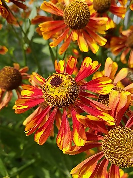 夏季,鮮花,花園