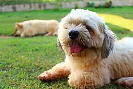 拉薩犬,狗,動(dòng)物