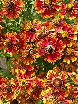 夏季,鮮花,花園