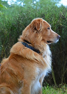 狗,金毛獵犬,動物