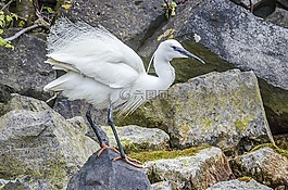 小白鷺,自然,鳥