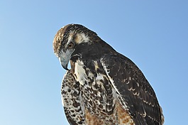 鷹,鳥,動物