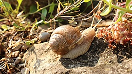 蝸牛,宏,動物
