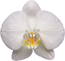 蘭花,花,白