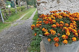鮮花,道路,鍋