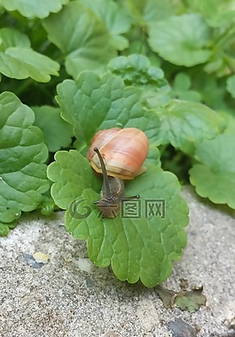 蝸牛,動(dòng)物,葉子