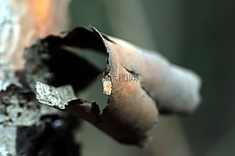 性質的工作,大自然,木材