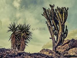 仙人掌,石,景觀