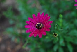 琳達花,性質(zhì),植物