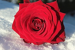 玫瑰,紅色,花