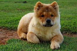 狗,动物,松狮犬