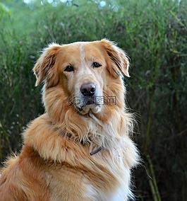 狗,金毛獵犬,動物