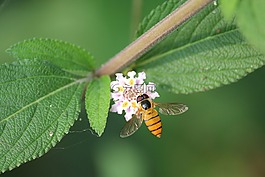 野生動物,綠色,蜜蜂