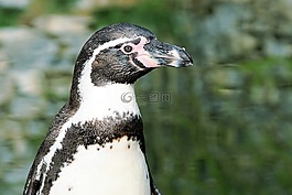 企鵝,鳥,動物