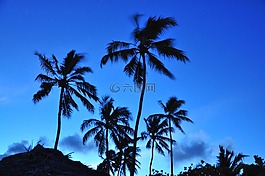 棕櫚,自然,藍(lán)色