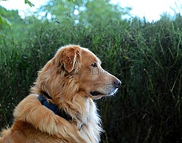 狗,金毛獵犬,動物