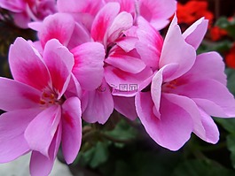 鮮花,開花,紫