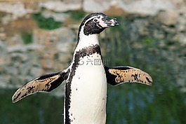 企鵝,鳥,動物