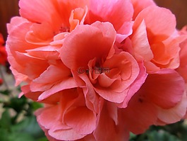 花,開花,紅色