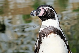 企鵝,鳥,動(dòng)物