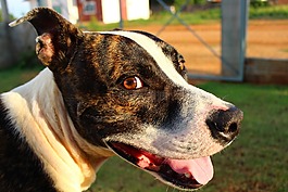 斗牛犬,狗,快樂