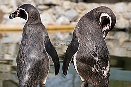 企鵝,鳥,動物