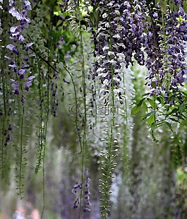 植物區(qū)系,花,自然