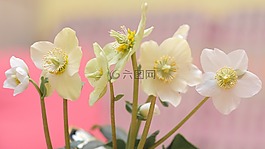粉紅色的圣誕節(jié),白,花
