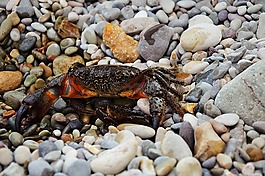蟹,海,海灘