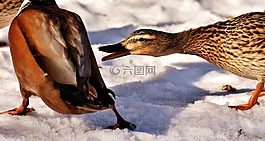 鴨,綠頭鴨,雪