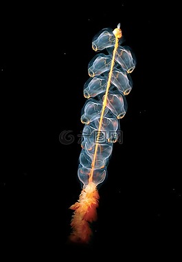 水母,cnidarian,marrus orthocanna