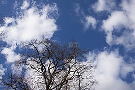 樹,云,天空
