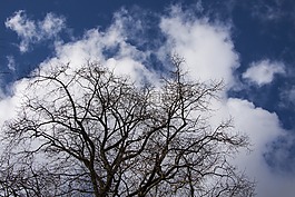 樹,云,天空