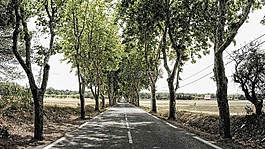 大道,樹(shù)木,離