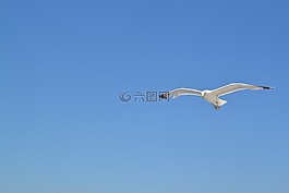 海鷗,海,鳥(niǎo)