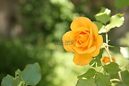 玫瑰,鮮花,春天