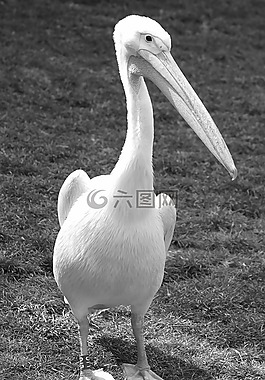 鵜鶘,鳥,動物