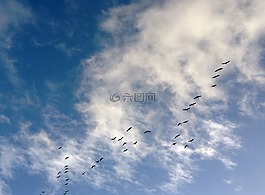 鳥,加拿大鵝,鵝