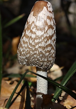 毒藥,蘑菇,秋