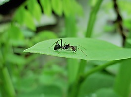 螞蟻,昆蟲,螞蟻在葉