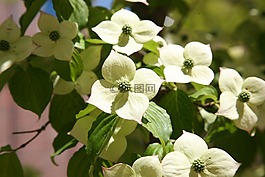 柳條,大自然,鮮花