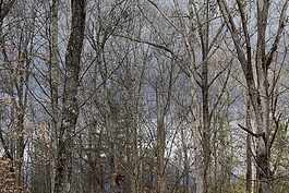 通過樹木黑暗的烏云,云,樹