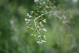 牧羊錢包,植物,心