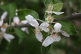 蘋(píng)果樹(shù),枝杈,開(kāi)花